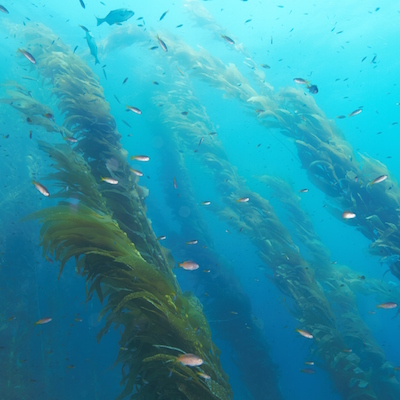 kelp forest