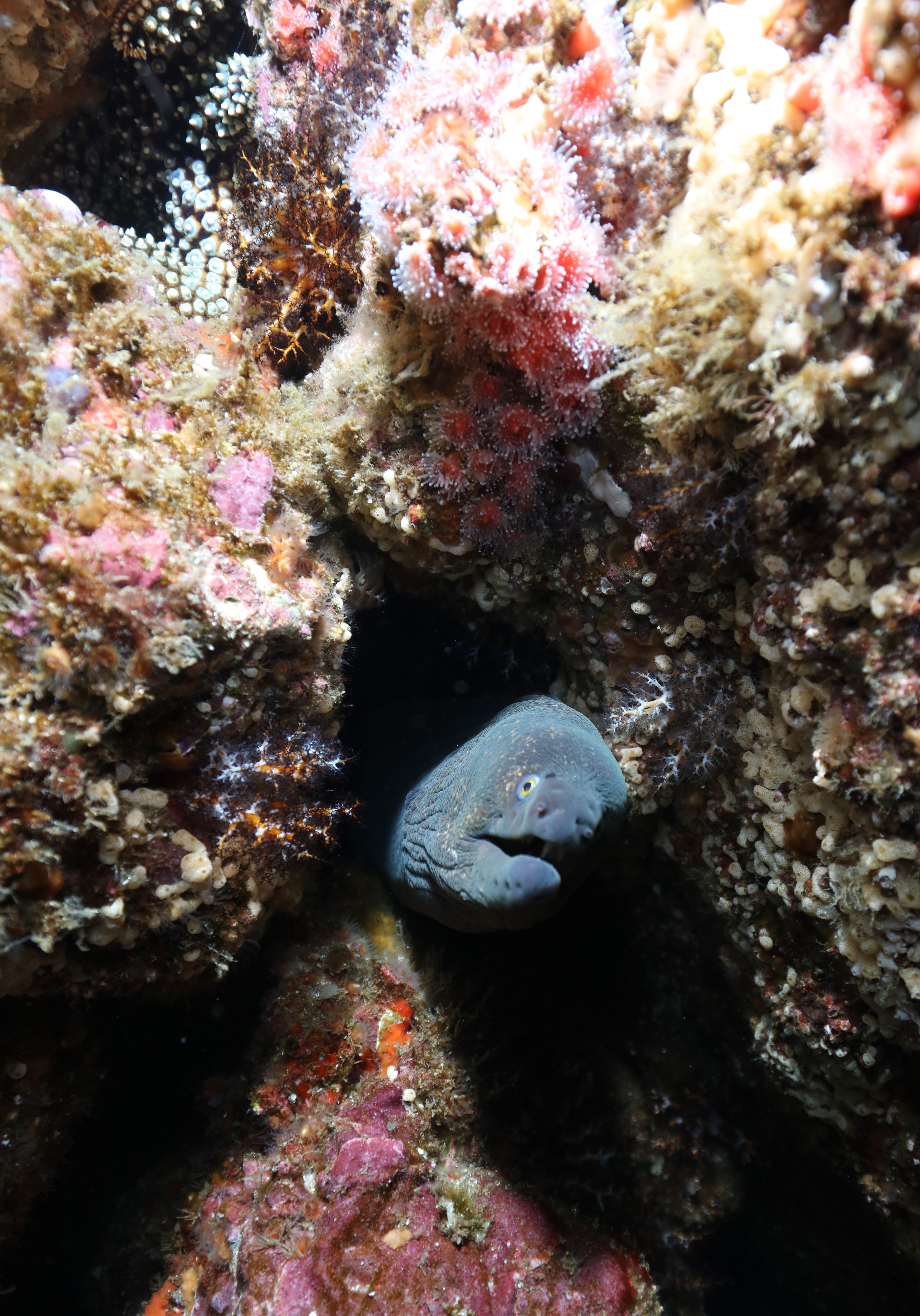 Moray eel