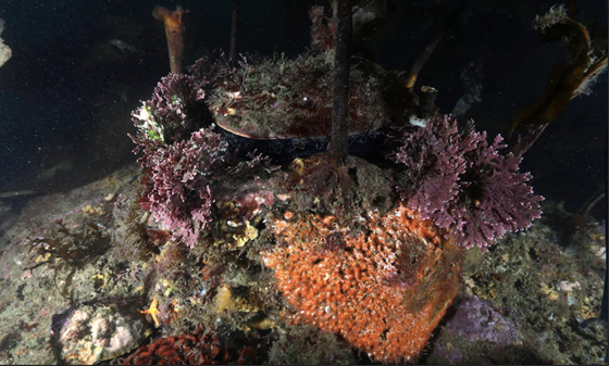 ARMS in the Santa Barbara Channel